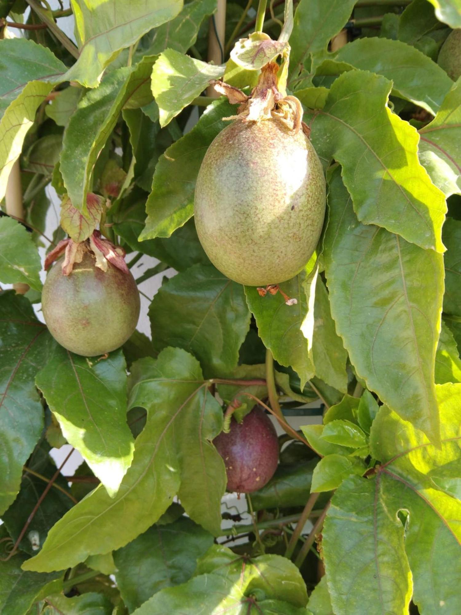 B&B La Granadilla Cónchar 외부 사진