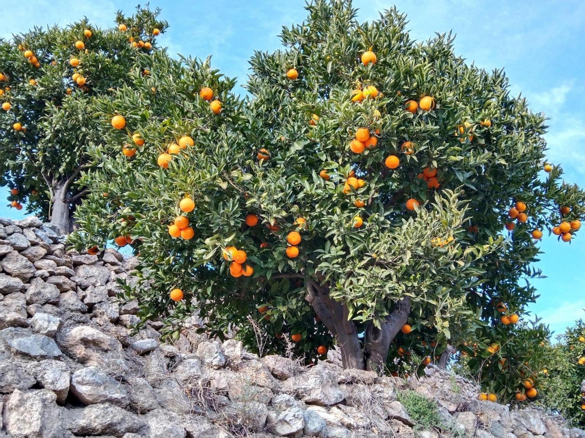 B&B La Granadilla Cónchar 외부 사진